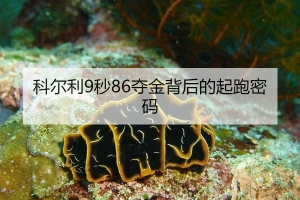 ke-er-li-miao-duo-jin-bei-hou-de-qi-pao-mi-ma-3-852.jpg